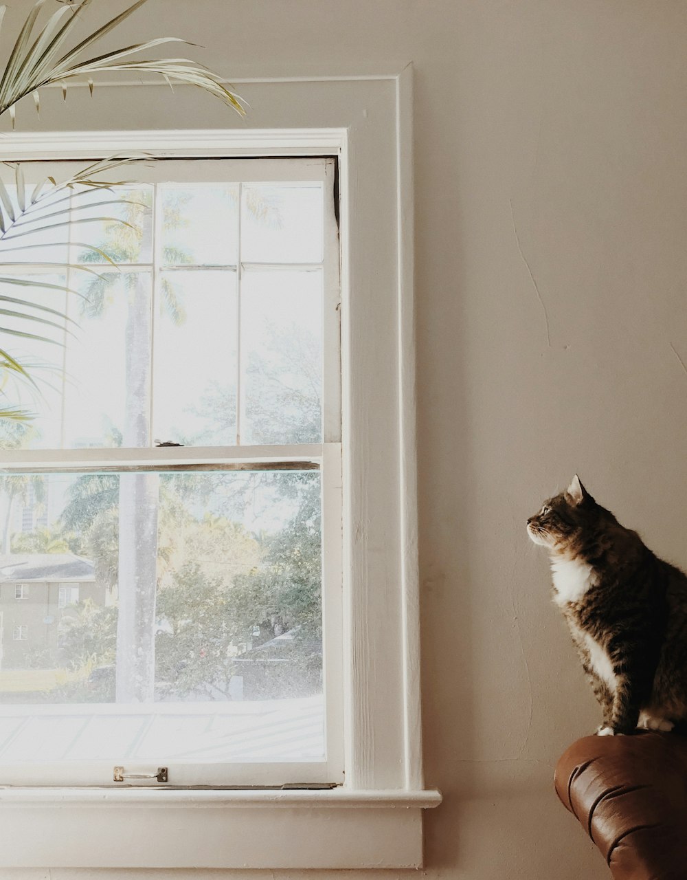 흰색 창문 근처의 갈색 소파에 앉아있는 중간 모피 갈색과 흰색 고양이