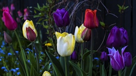 A close-up of various tulips with vibrant colors blooming in a garden. Green leaves and stems are visible, with a dark, possibly wooden, background. The tulips are in different stages of blooming among some other smaller blue flowers and green foliage.