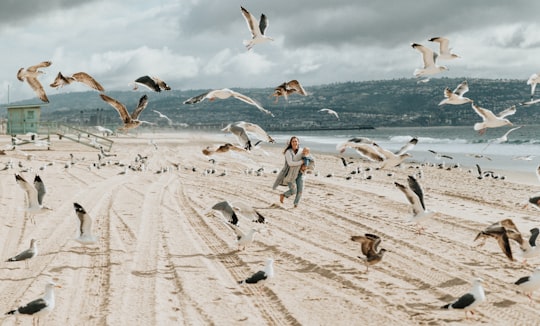 woman running on beige shore with birds during daytime in Manhattan Beach United States