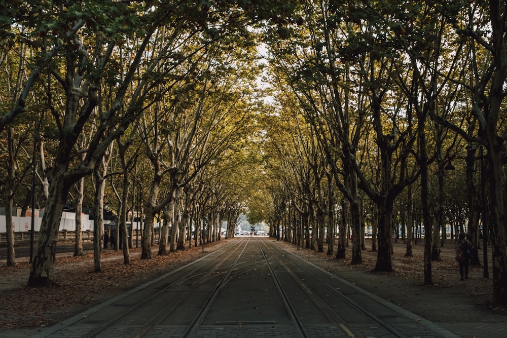 road lined with green trees at daytime