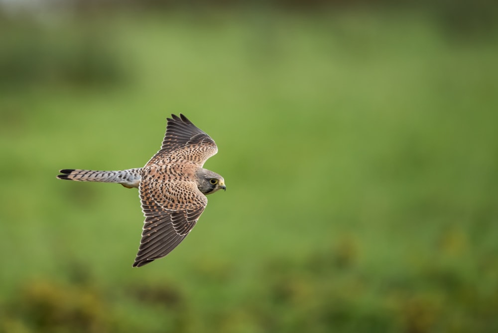 hawk soaring near grass during daytime