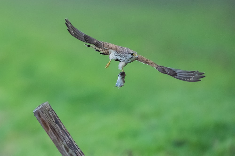 brown and black flying bird during daytime