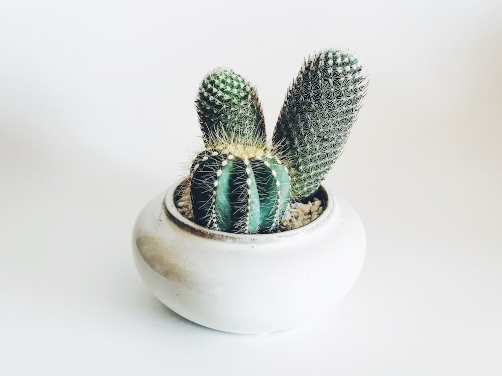 Cactus verde en maceta de cerámica blanca