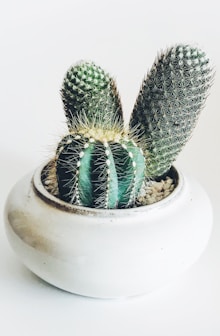 green cactus in white ceramic pot