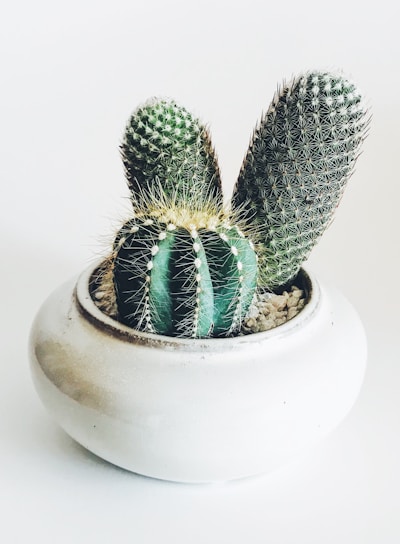 green cactus in white ceramic pot