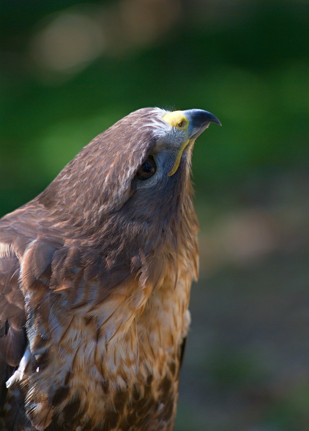 brown hawk selective focus phot o