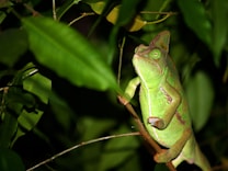 A chameleon clings to a branch surrounded by lush green leaves. Its skin displays a mix of green hues with some brownish patches, blending with its natural environment.