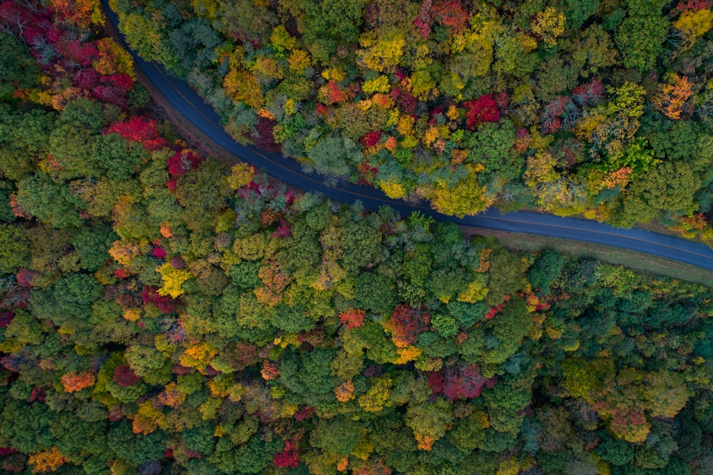 aerial photography of gray asphalt road on forest