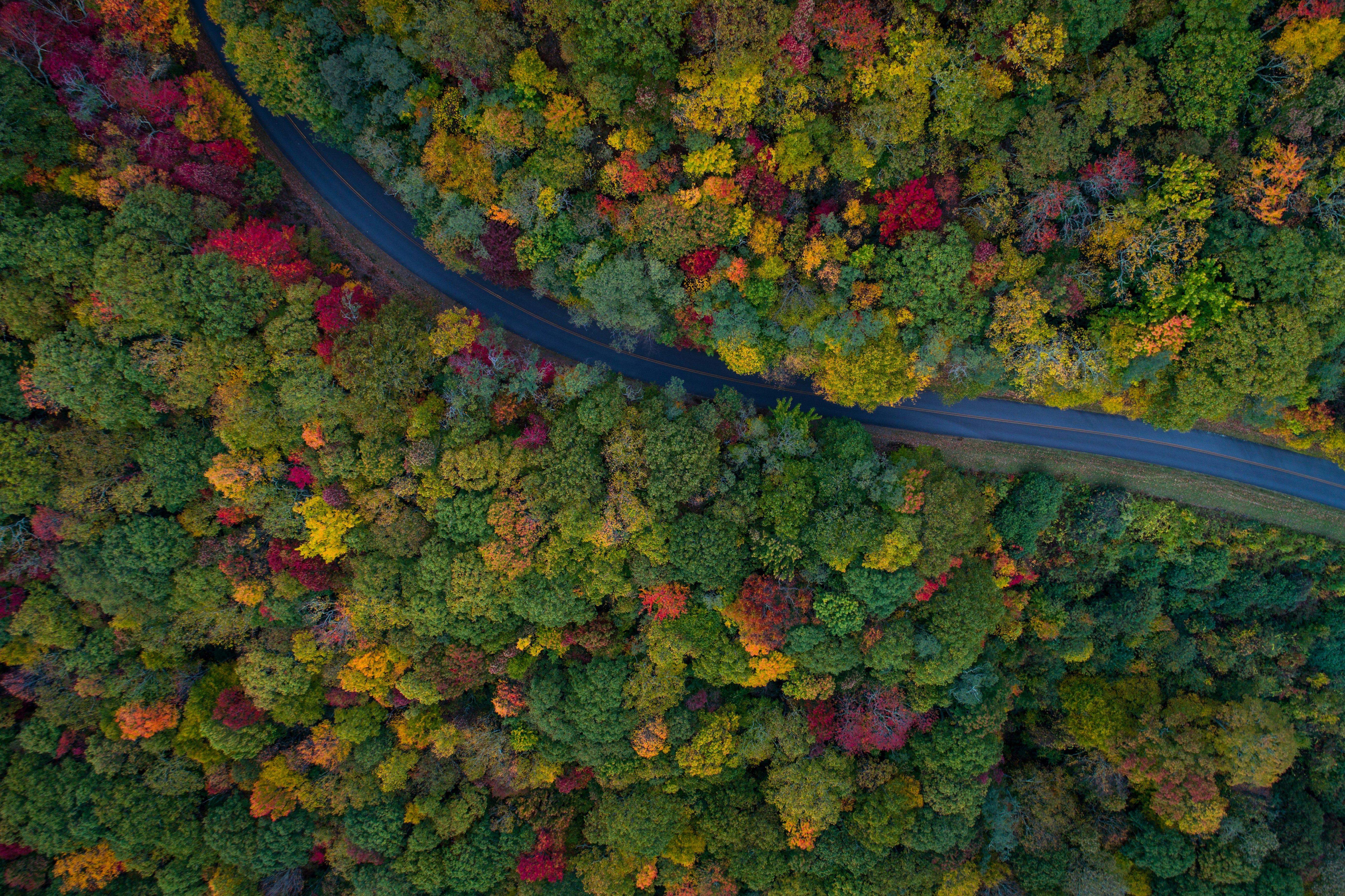 aerial photography of gray asphalt road on forest
