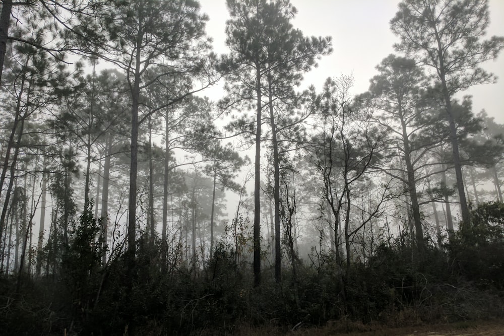 green trees in worm's eyeview