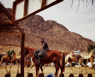 A person riding a horse is surrounded by camels, with a mountainous terrain in the background. The scene includes a rustic wooden canopy and a few parked vehicles nearby.
