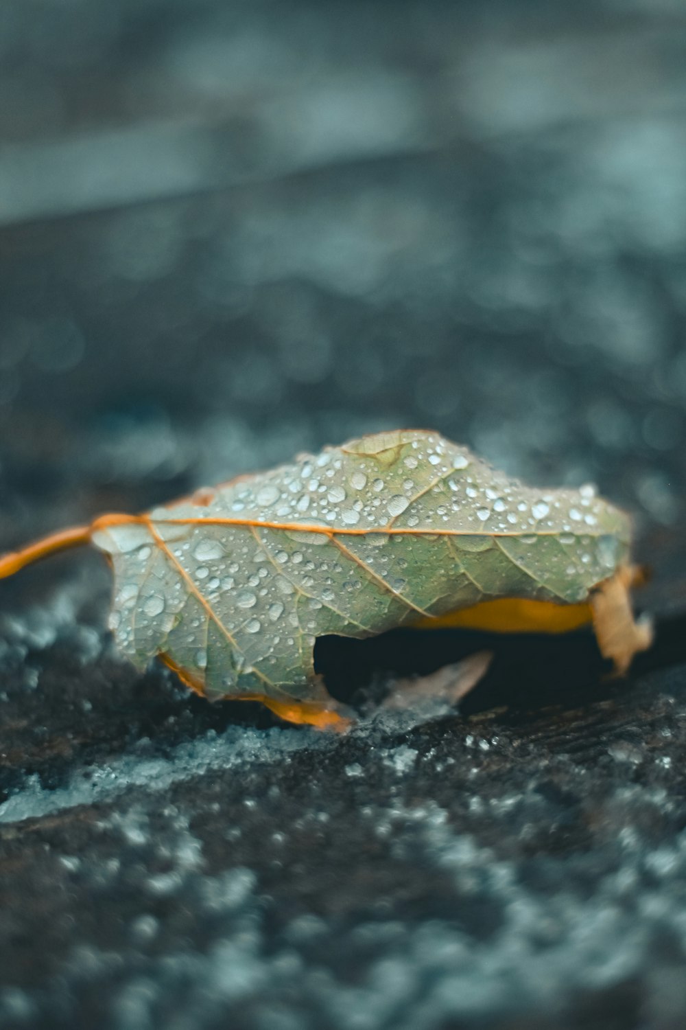 selective focus photography of water dew on green leaf