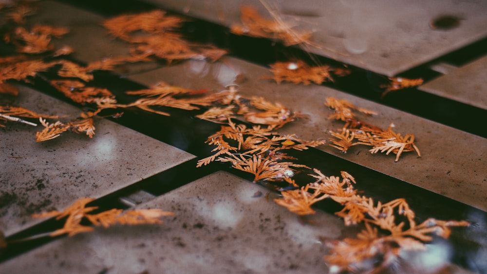 shallow focus photo of dried leaves on floor