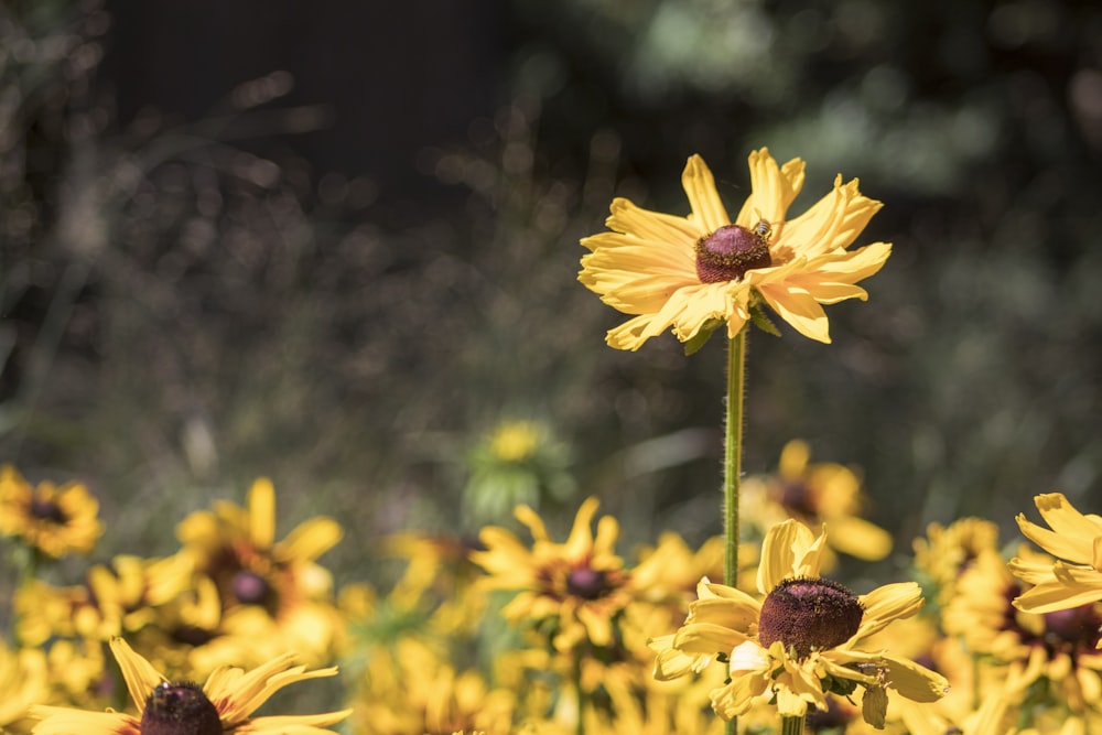 foto a fuoco superficiale di Girasole