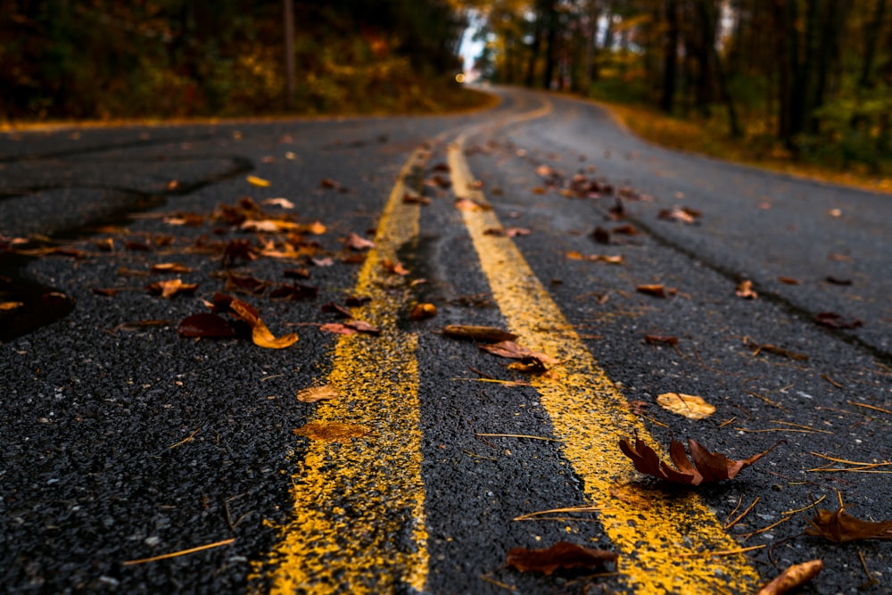 dried leaves on ground