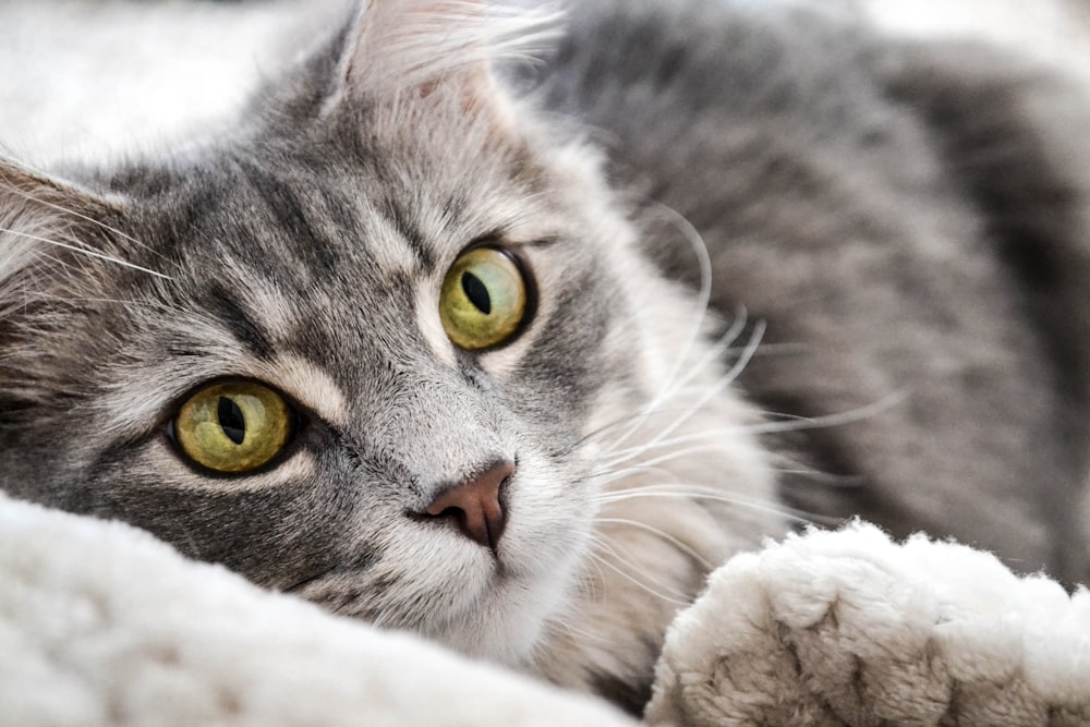closeup photography of gray and black tabby cat laying on white textile