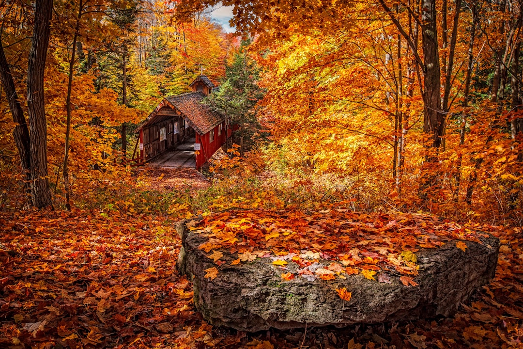 wooden house in forest during day