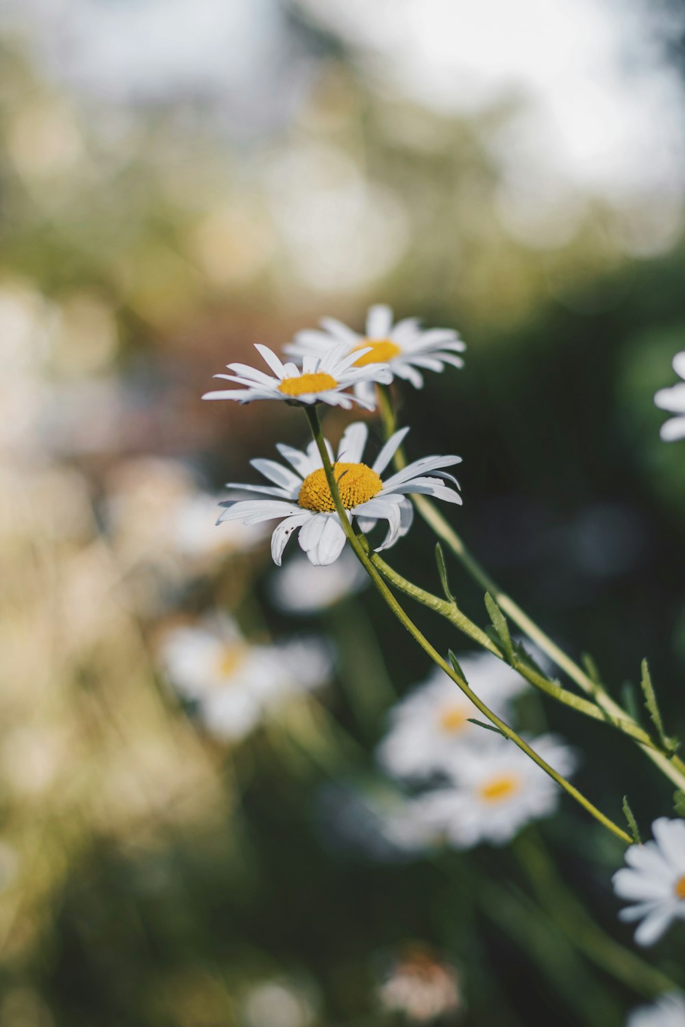 shallow focus photography of white flowers