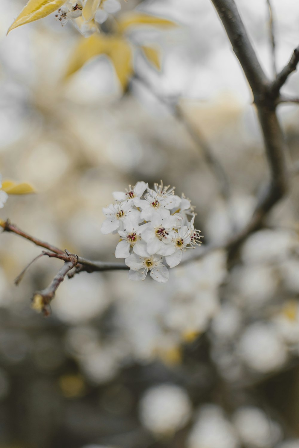 Selektives Fokusfoto einer weißblättrigen Blume