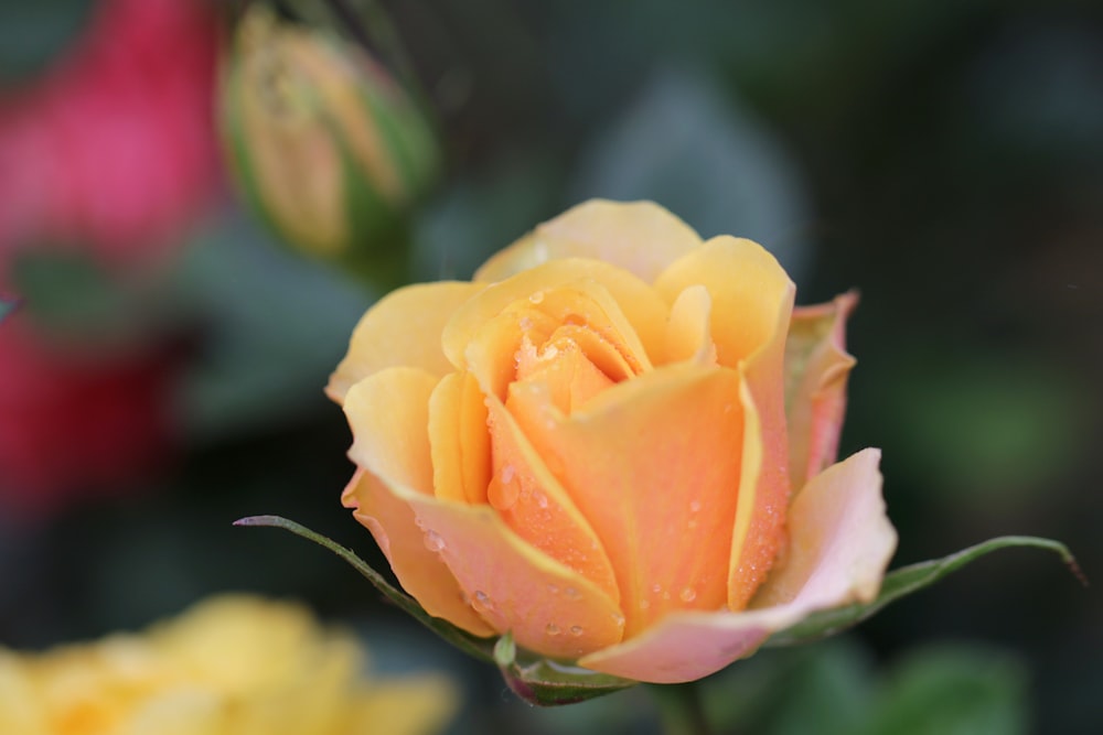 shallow focus photography of yellow rose