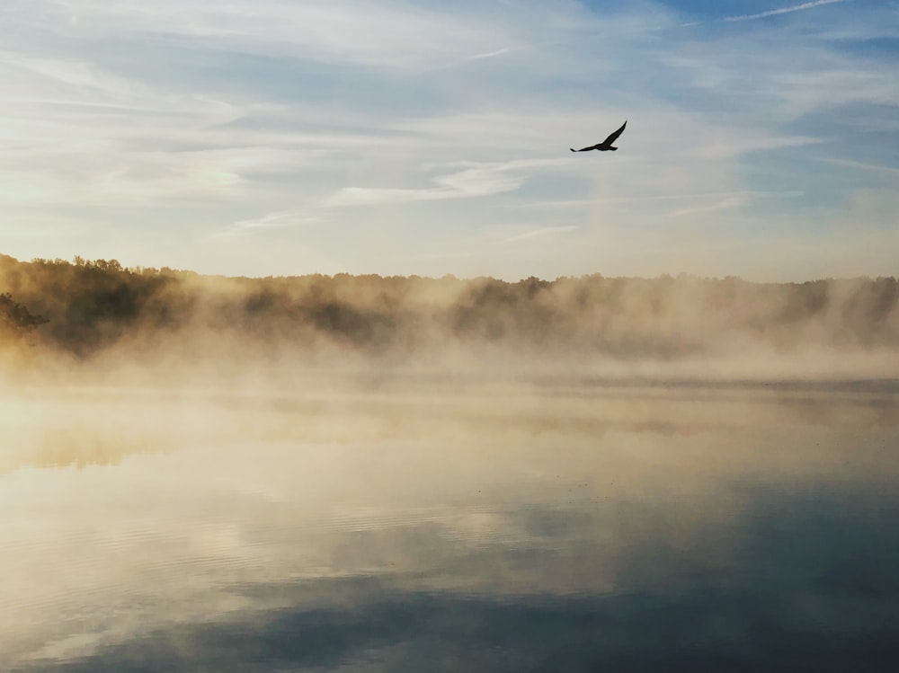 eagle gliding near fogging lake