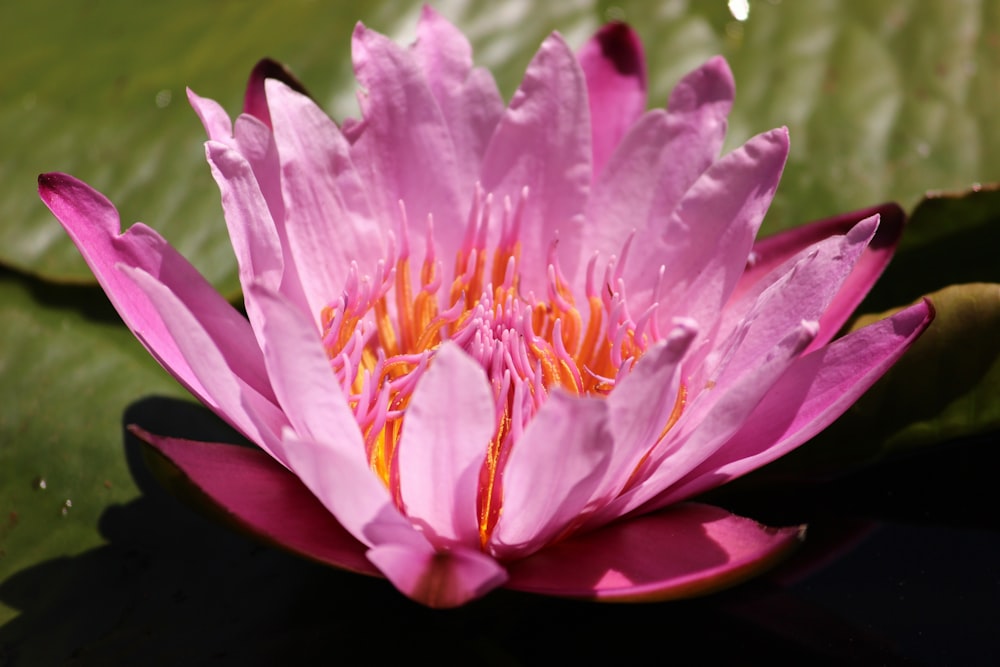 pink water lily during daytime