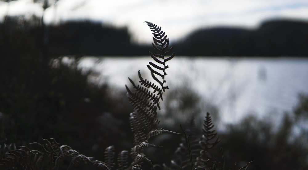 green fern plant