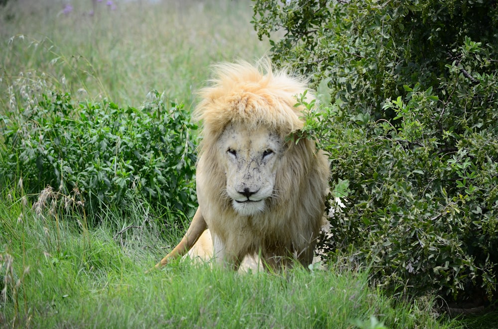 緑の茂みのそばに立つ茶色の雌ライオン