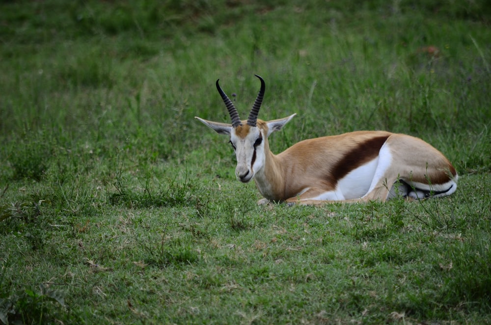 brown and white animal on the field