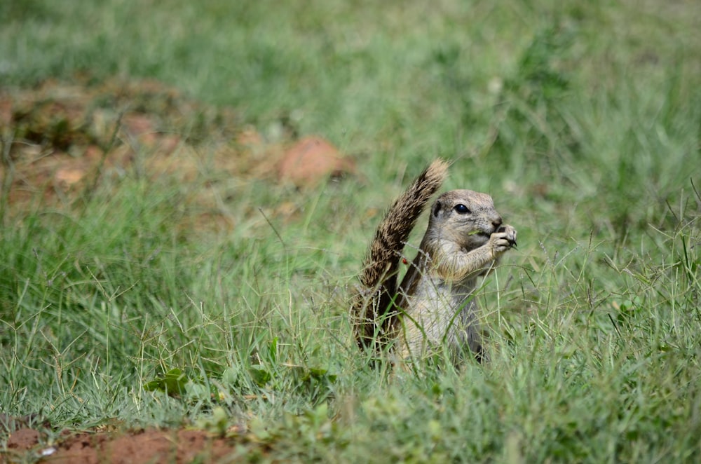 Eichhörnchen auf grünem Gras