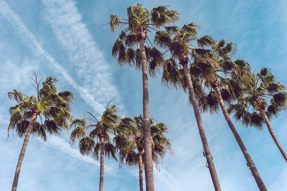 seven coconut trees at daytime