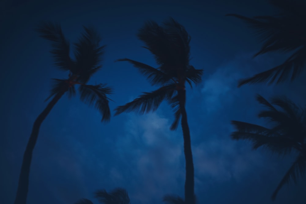 worm's-eye view of coconut tree