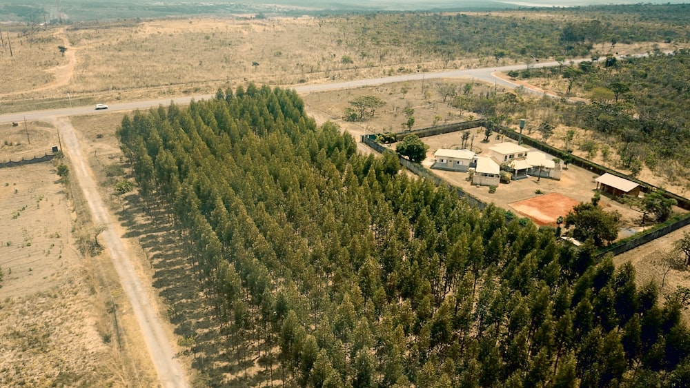 bird's eye-view photo of green trees