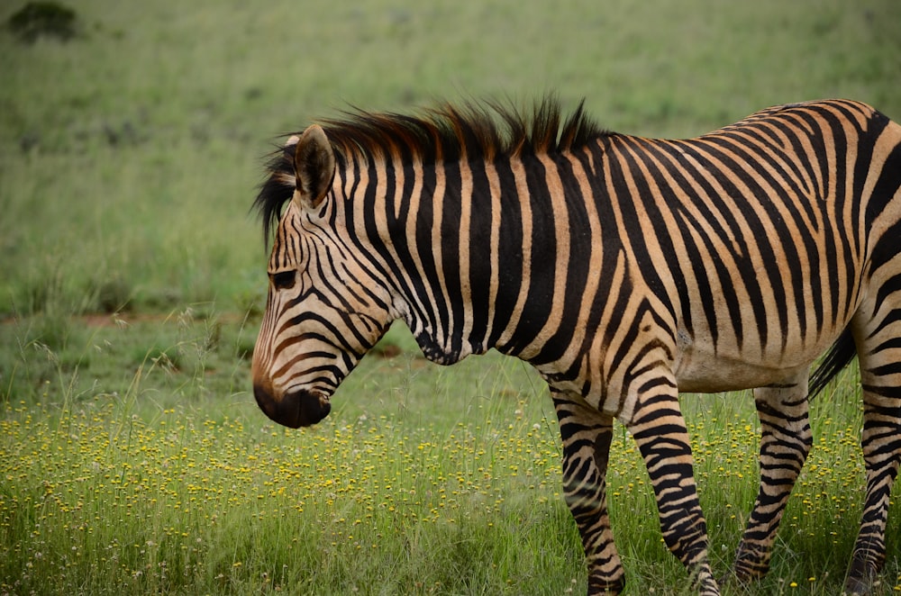 zebra nera e marrone in cima al campo di erba verde