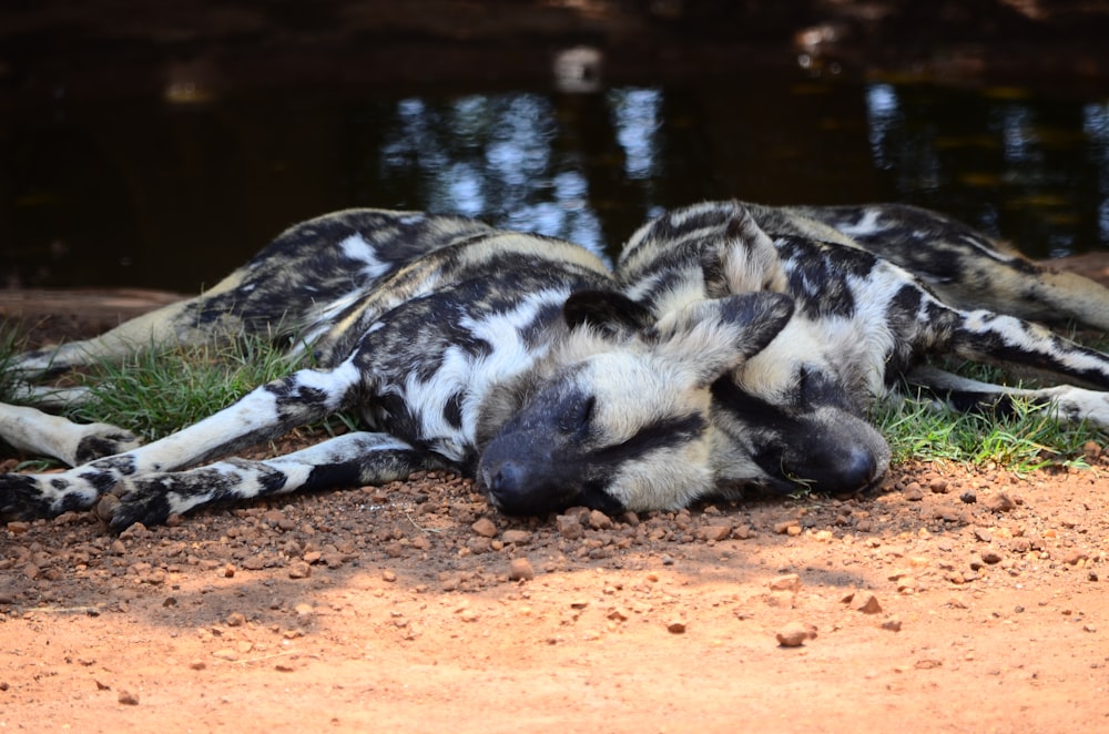 a couple of zebra laying on top of a dirt field