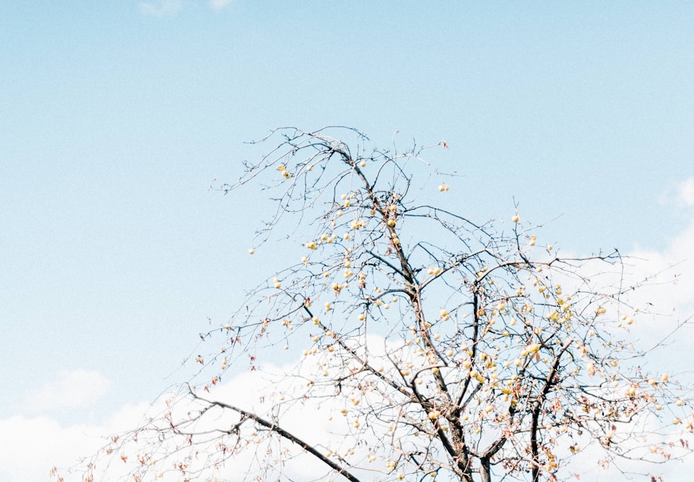 árvore de folha branca sob o céu azul e branco