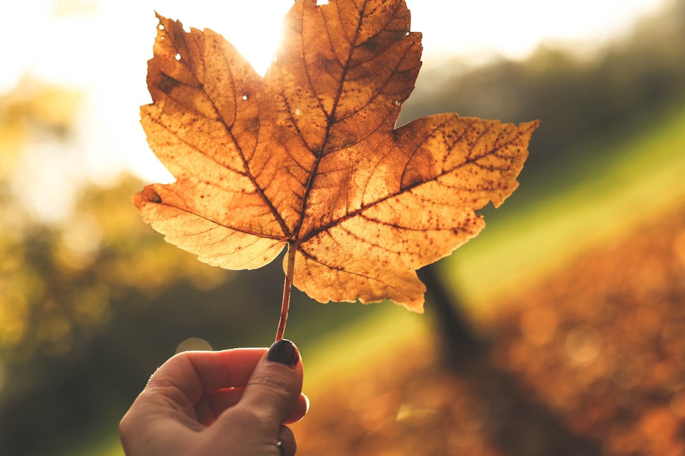 person holding maple leaf