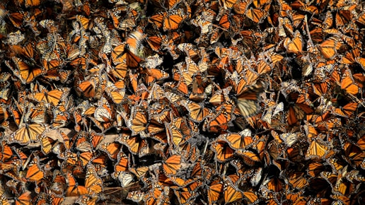 Mariposa Monarca