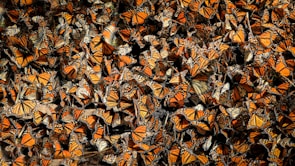 Mariposa monarca