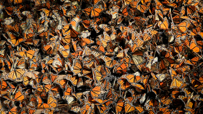 santuario de la mariposa monarca en michoacan santuario natural en mexico con DCO Experience