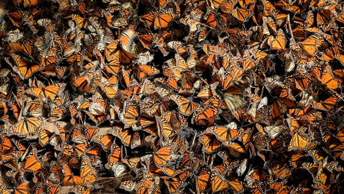 orange butterflies