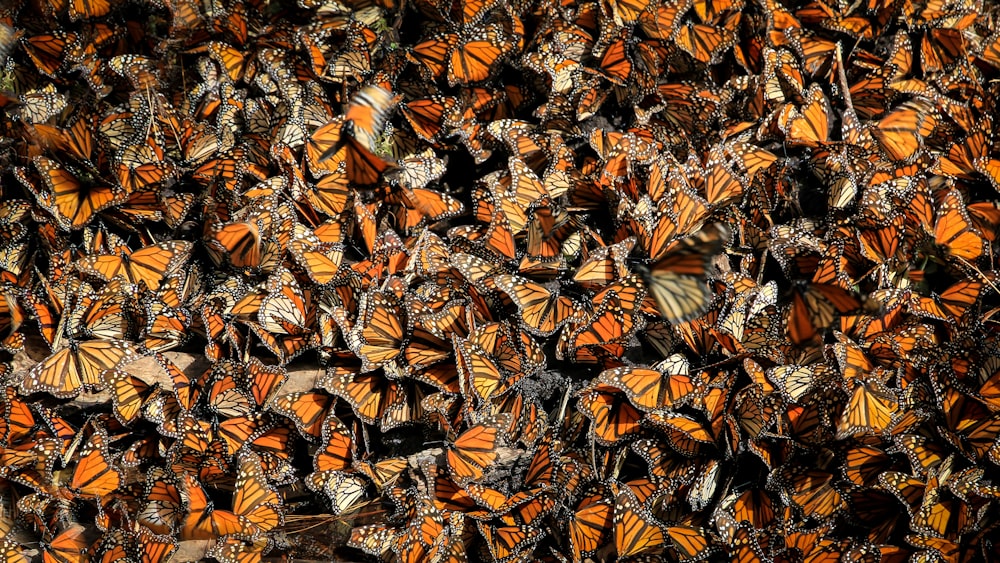 orange butterflies