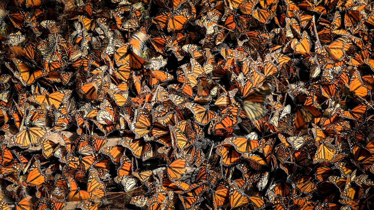 Monarch butterfly clusters on oyamel fir trees in Michoacan