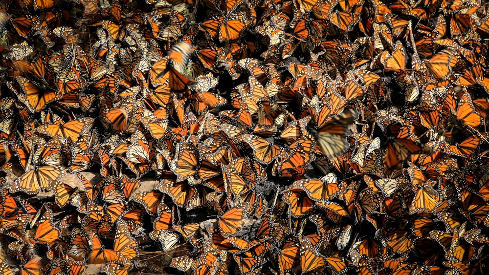 orangefarbene Schmetterlinge