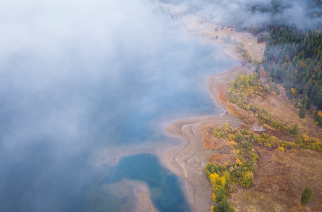 bird's-eye view photography forest near body of water