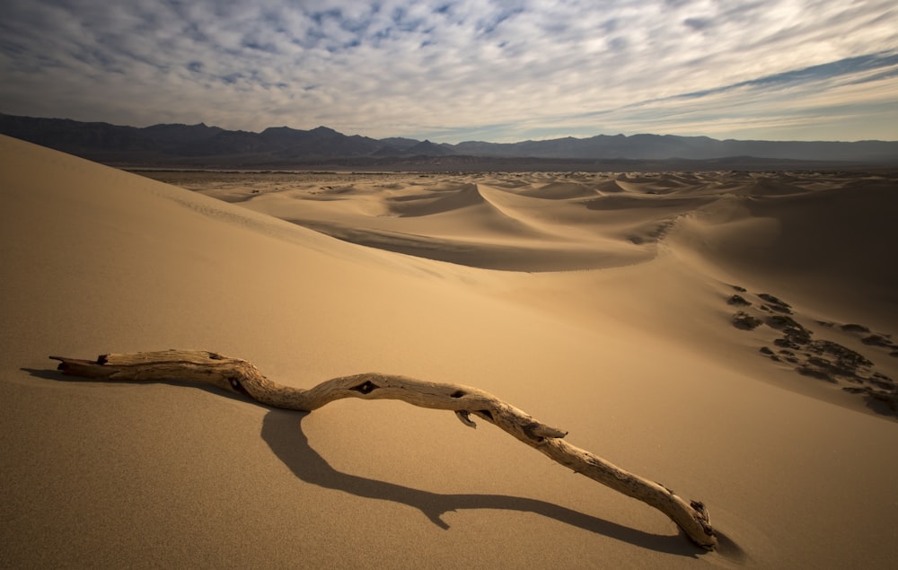 drift wood on desert