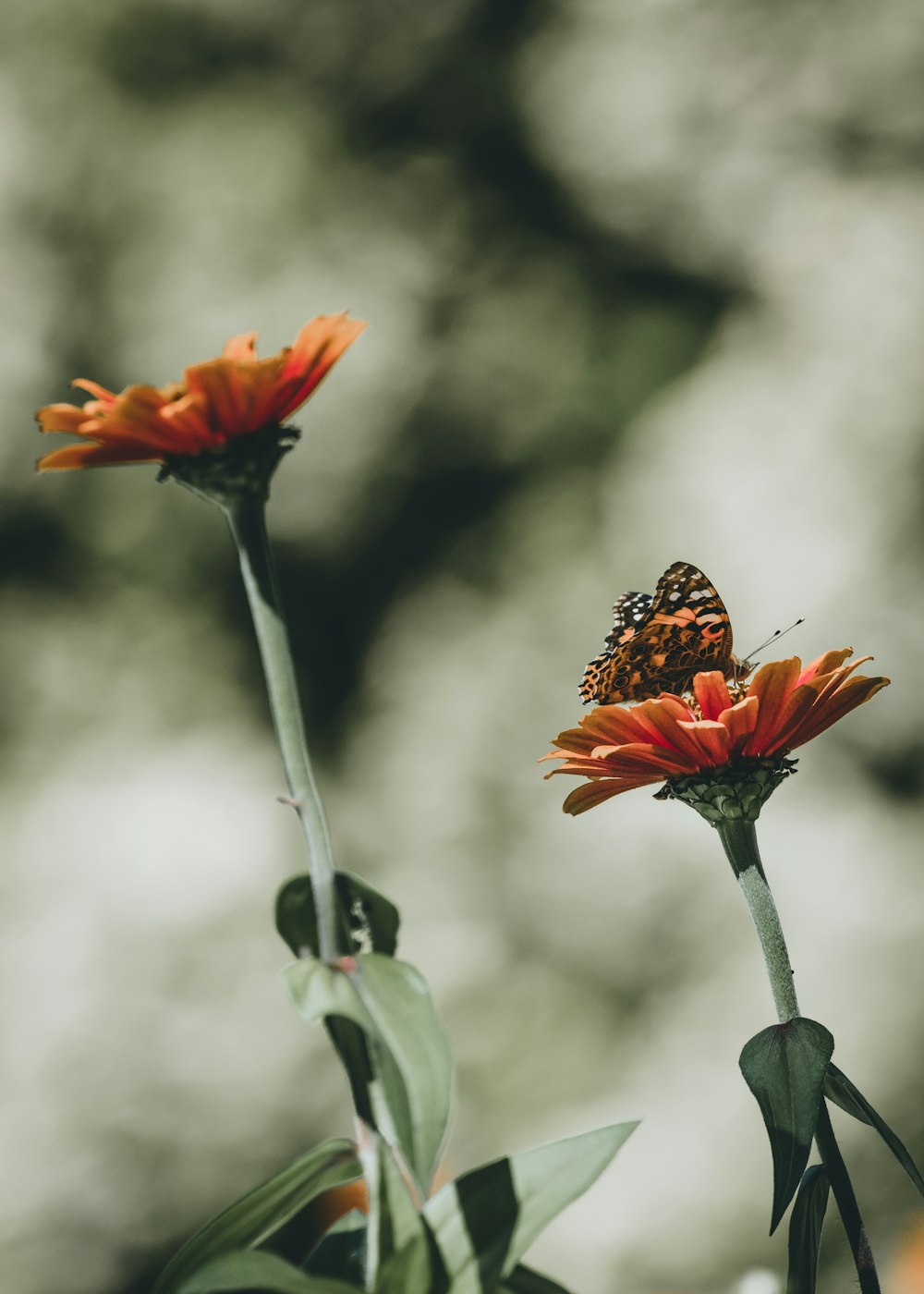 mariposa naranja posada en la parte superior de la flor