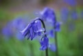 macro photo of purple petaled flowers