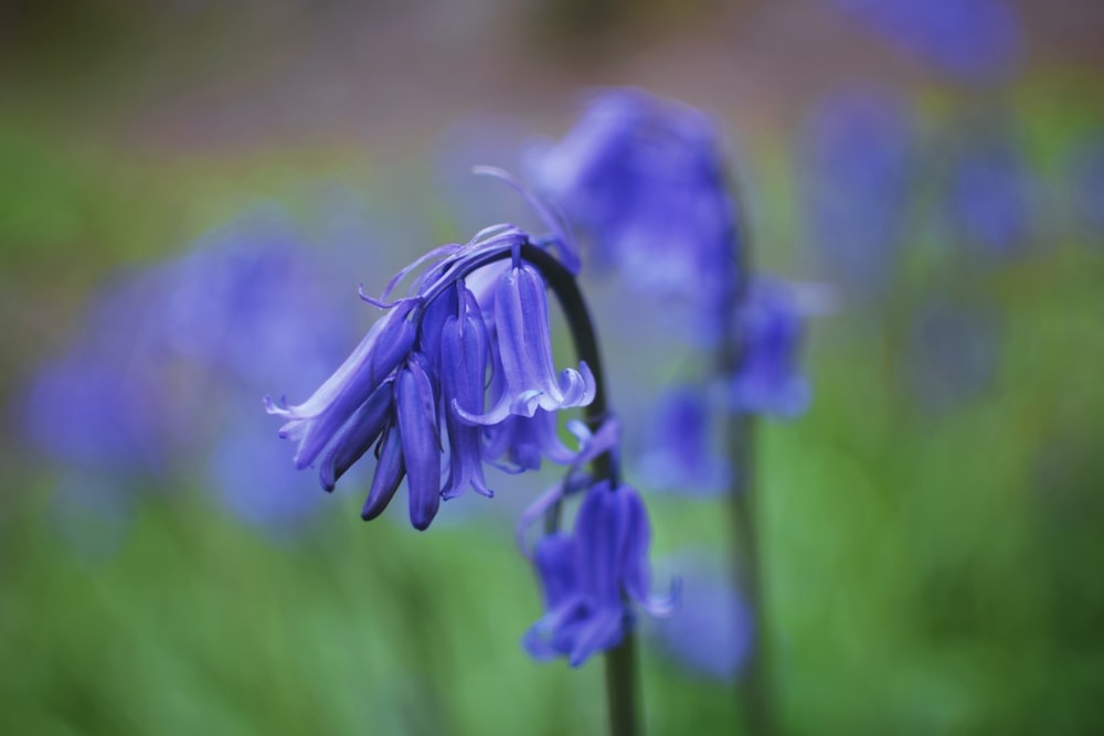 macro photo of purple petaled flowers