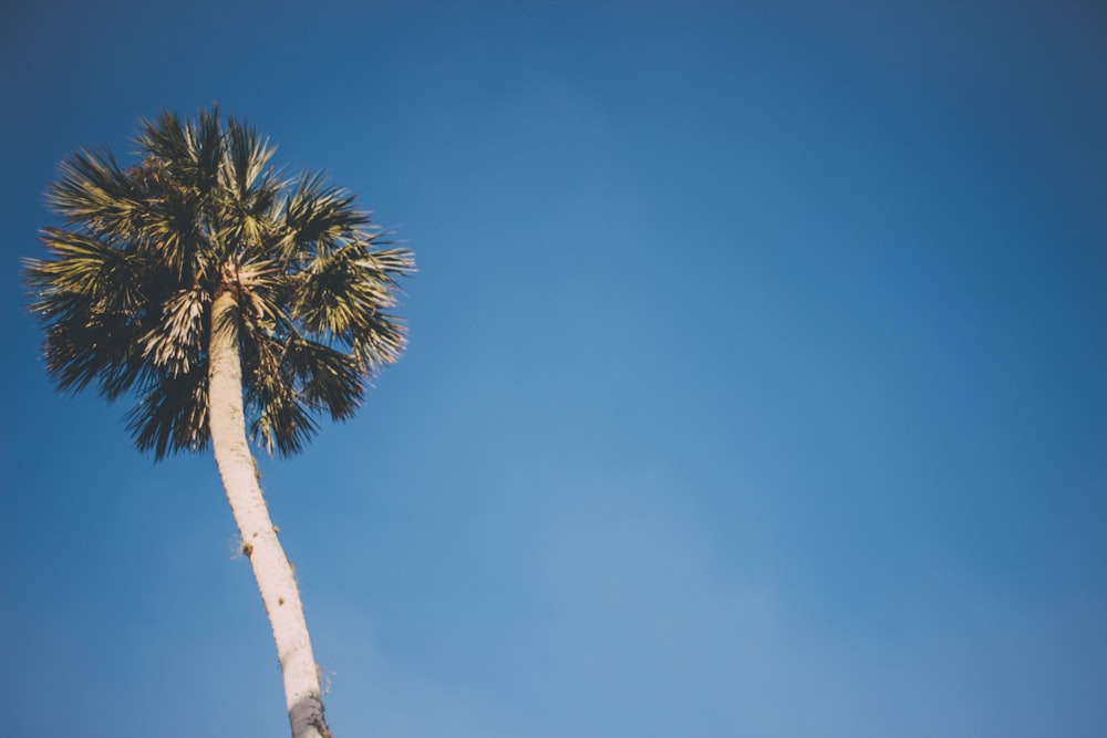 Cocotier sous ciel bleu photographie en contre-plongée